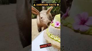 INTERESTING FACTS about AARDVARKS ️ #shorts