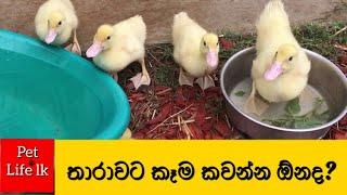 තාරා පැටවුන්ට කෑම දෙන විදිහ | How to feed baby ducks #Shorts