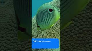 Do you know the state animal of Lakshadweep? Butterfly Fish | Animal Planet India