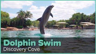 Discovery Cove Dolphin Swim Experience | Discovery Cove Orlando