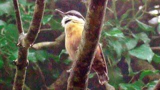 Nuthatch Bird Singing A Beautiful Song at Tehidy Woods