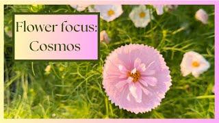 All About Cosmos Flowers: Growing, Harvesting, and My Favorite Varieties!