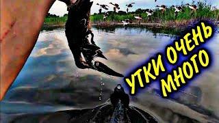 УТКИ ОЧЕНЬ МНОГО. Охота на утку с чучелами.Сентябрь(2023)