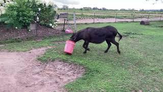 The Donkey Bucket Challenge?? (Funny Video)