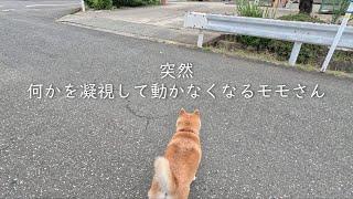 もふもふハンターの皆さんは突然なにかに全集中し始めることがあります