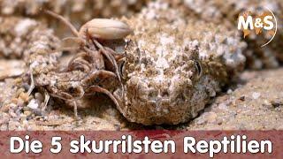  Die 5 skurrilsten Reptilien 