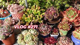 How I Grow These AMAZING SUCCULENTS | VLOG #271 - Growing Succulents with LizK