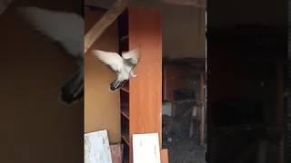 Slow Motion Pigeon Turn Somersault