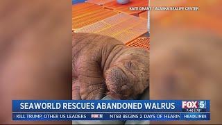 SeaWorld rescues abandoned walrus