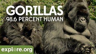 Gorilla Documentary - Gorillas: 98.6% Human | Explore Films