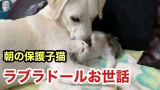 ラブラドールが我が子のようにお世話する保護子猫 心が温まります