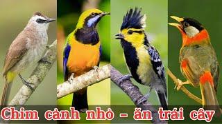 Top 10 Loài Chim Cảnh Nhỏ thích ăn Trái Cây & Phù hợp nuôi thả Aviary || Đạt Bird TV