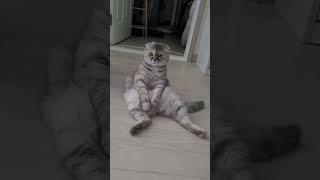 #고양이#포리#문어마녀#cat
