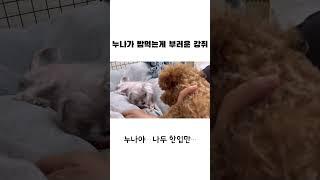 14살 누나 나리 식사시간 지켜보는 9개월짜리 알콩이… #강아지일상 #강아지브이로그 #강아지유튜브 #타이니푸들
