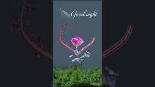 good night romantic roses flower status#goodnight#goodnightstatus#rose#shorts#ytshorts#viral