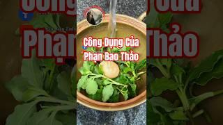 Bạn đã biết công dụng của Phạn Bao Thảo chưa?
