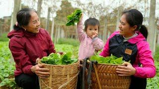 Mother-in-law and daughter-in-law. The story of the malabar Spinach garden and loving memories