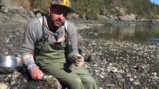 EatWild - How to Shuck an Oyster