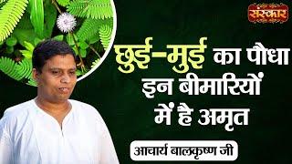 Mimosa plant is the elixir for these diseases. Benefits of Shameplant | Acharya Balkrishna's remedies