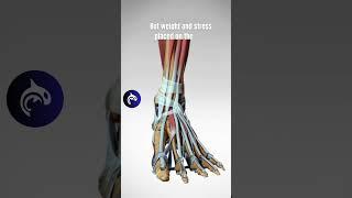 The Incredible Structure of the Foot - 3D Animation  #anatomy