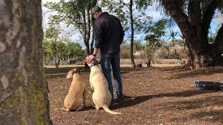 Learning to Place at Camp with Nico & Buttercup