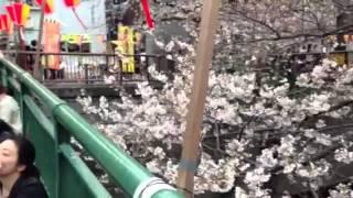 Sakura viewing in Nakameguro,Tokyo 2013