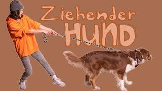 Hund zieht an der Leine // einfache Tipps für die Leinenführigkeit // Hundetraining // hundplusherz