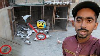 2 Kabootar Aiy 1 Pkar Lia Bohat Sataya Is Na || Trying To Catch This Baby Pigeon. #itspigeonlover