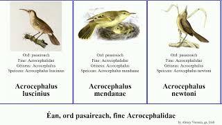 Éan, ord pasaireach, fine Acrocephalidae acrocephalus bird australis familiaris syrinx similis ga.