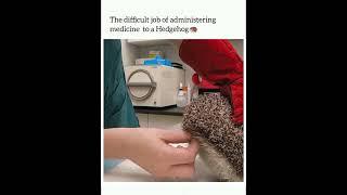 The difficult job of administering medicine to a Hedgehog #shorts