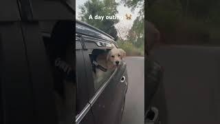 A day outing #timo #dog #goldenretriever #shorts #reels #trending #viral #ytshorts