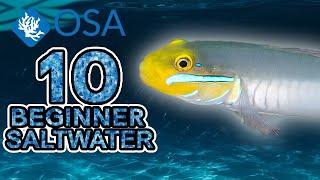 Sleeper Goby - 10 Beginner Saltwater Fish