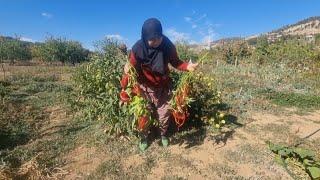 ÇAY ZAMANI DEĞİL KIRAĞI YAĞACAK | BAHÇE BOZUMU | BİRDE KİLİT BOZULDU | 2 AYAĞIN 1 PABUCA GİRDİĞİ GÜN