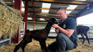 We welcome another new born llama!! We have an exciting plan for our baby goats