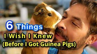 6 Things I Wish I Knew About Guinea Pigs (Before I Got Them)