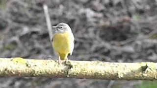 Motacilla cinerea (Grey Wagtail / Gebirgsstelze) at River Weil