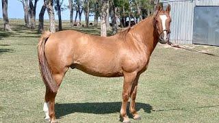 Caballo Gateando mestizo nuevo manso y funcional - $380.000 - LOSEQUINOS.COM