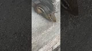 Fireplace Chipmunk #wildlife #share #chipmunk  #outdoors #nature #naturephotography #cute #wild