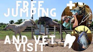 Free Jumping & Horse Dentist Visit!