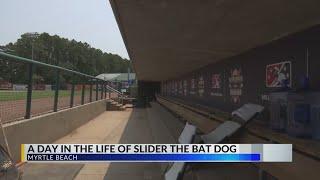 The dog days of summer: Myrtle Beach Pelicans' bat dog a fan favorite at the ballpark