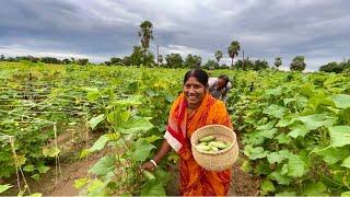 মাকে নিয়ে সকালবেলা মাঠে গেলাম শশা আনতে।