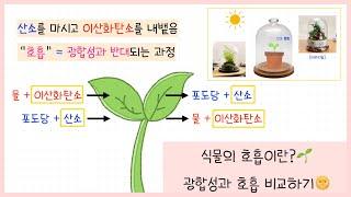 [중2 식물과 에너지] 4강. 식물의 호흡 | 광합성과 호흡 비교