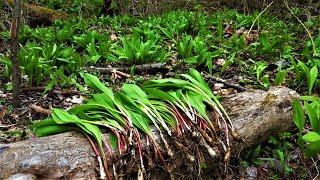 ULTIMATE GUIDE TO RAMPS 2024 How to Find Identify Harvest and Eat! + BEST Easy Pickled Ramp Recipe!