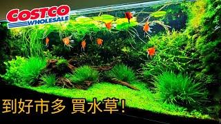 Go to COSTCO buying aquatic plant for aquaponics and aquascaping in fish tank