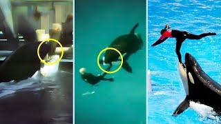 The Most Terrifying Killer Whale Attacks Marathon