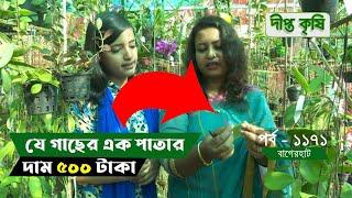 Deepto Krishi/দীপ্ত কৃষি- যে গাছের এক পাতার দাম ৫০০ টাকা | বাগেরহাট | 1171