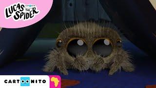 Lucas The Spider | Night-Time Adventure | Cartoonito Africa