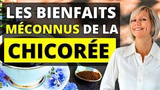 Les Vertus de la Chicorée Dont Personne Ne Parle !