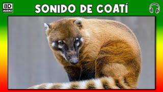 Coati sound - growl - beep