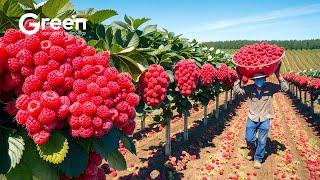 How to Farmer Harvesting Millions tonts of Fruits  For Worldwide Distribution!